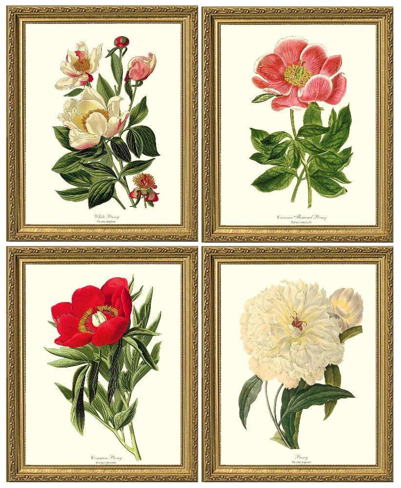 Peony Print Set: Vintage Botanical Flower/Floral Wall Art Prints – Charting  Nature