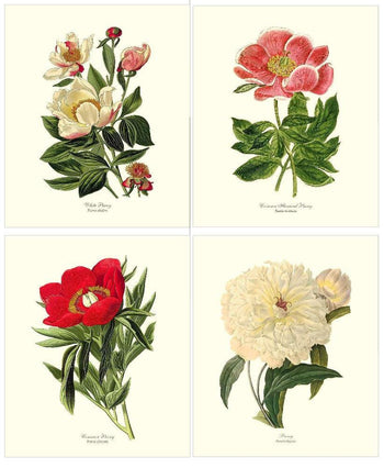 Botanical Print Sets, Framed, Unframed – Charting Nature