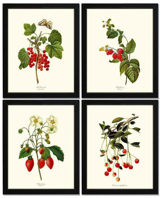 Vintage Red Berry Fruit Botanical Print Set