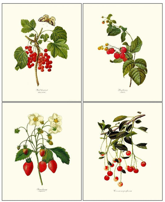 Vintage Red Berry Fruit Botanical Print Set