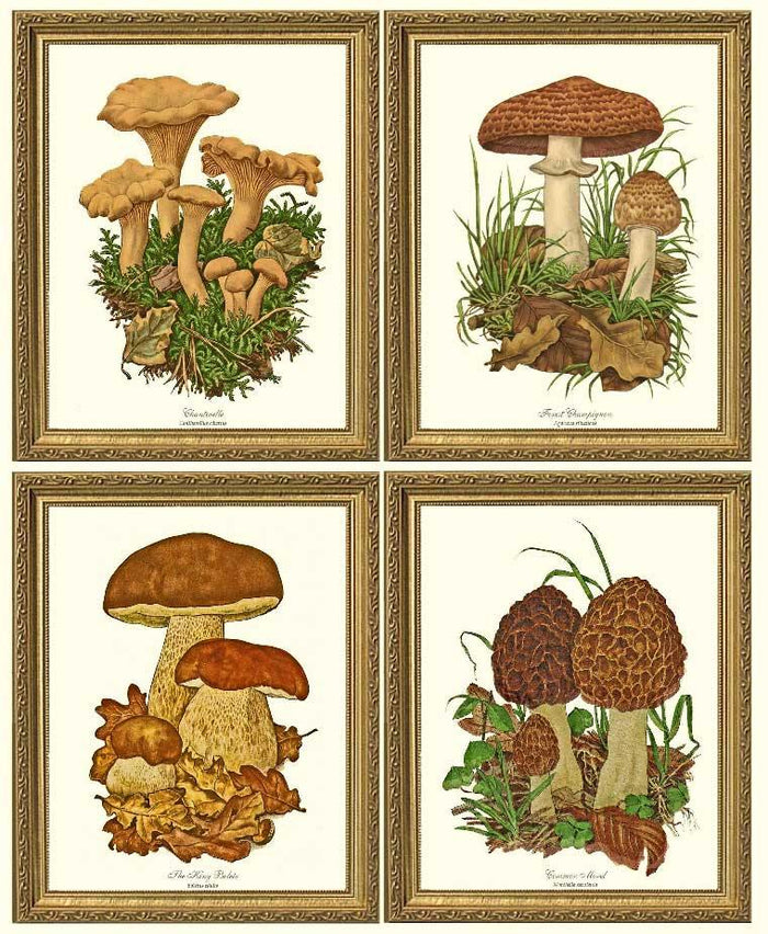 Vintage Mushroom Print Set