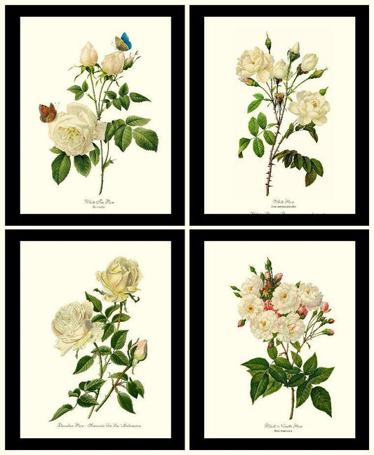 Rose Wall Art Print: White Rose Vintage Botanical Print Set. Matched Set of 4 - Vintage Botanical Wall Decor- Charting Nature