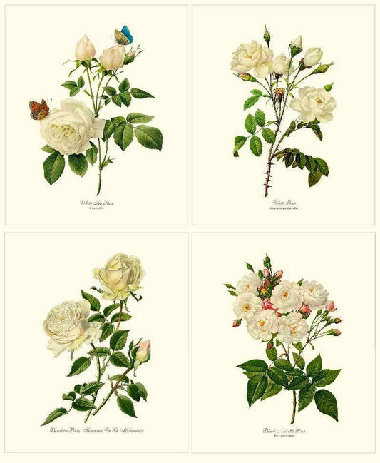 Rose Wall Art Print: White Rose Vintage Botanical Print Set. Matched Set of 4 - Vintage Botanical Wall Decor- Charting Nature