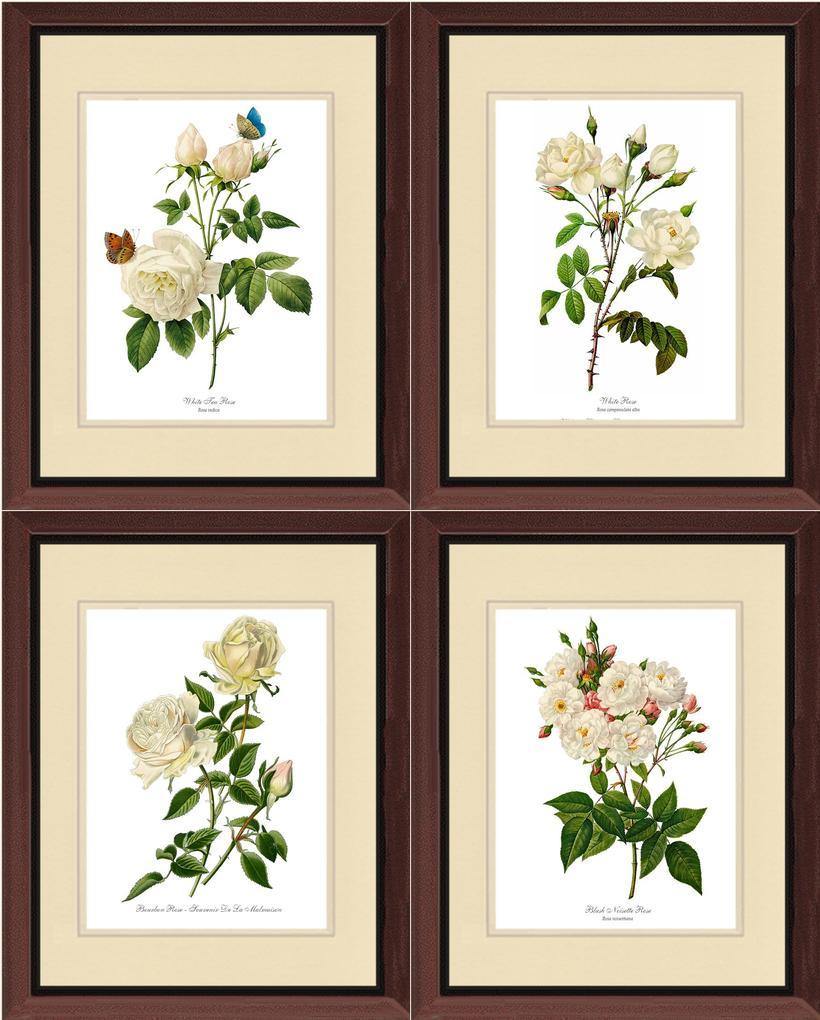 White Rose Vintage Botanical Print Set. Matched Set of 4: Vintage