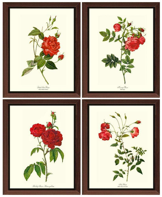 Rose Wall Art Print: Red Rose Prints. Matched Set of 4 - Vintage Botanical Wall Decor- Charting Nature