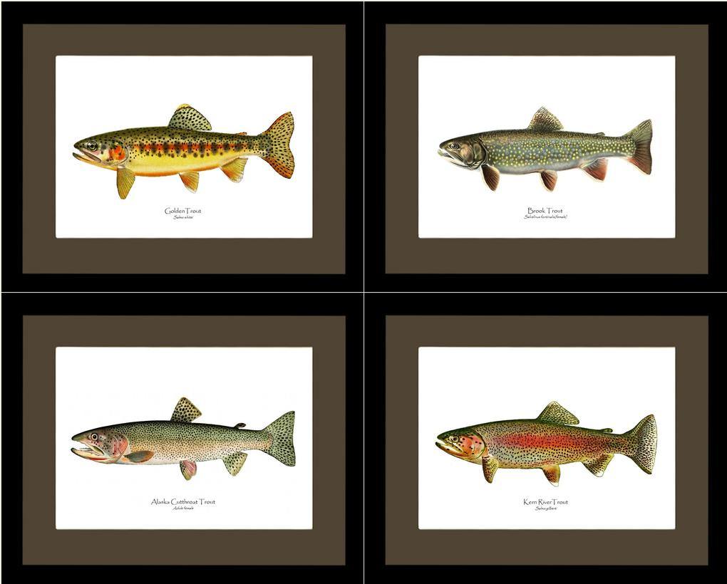 Vintage Trout Print Set No. 2, Natural History Art, Giclee, Art Print, Print Set, orders Posters, Woodland Art, Fish Print, Trout, Fly Fishing Art