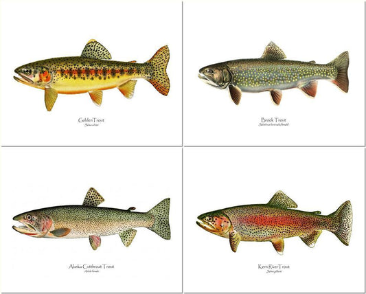 Vintage Trout Fish Prints: Golden Trout, Brook Trout, Cutthroat and Rainbow Trout.