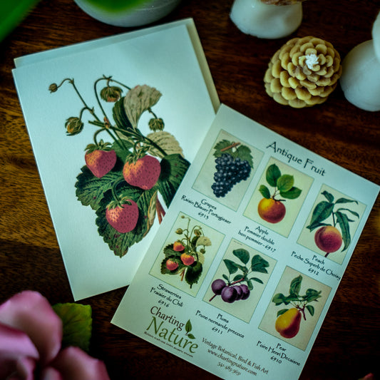 Fruit | Vintage Fruit Botanical Note Card Set