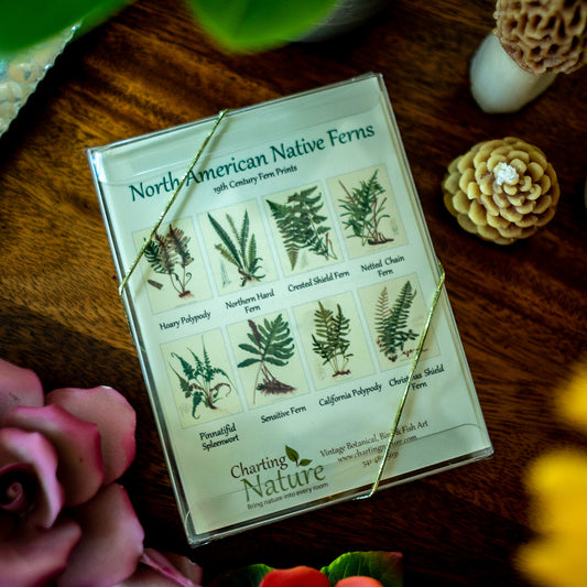 Native Ferns | Vintage Botanical Note Card Set