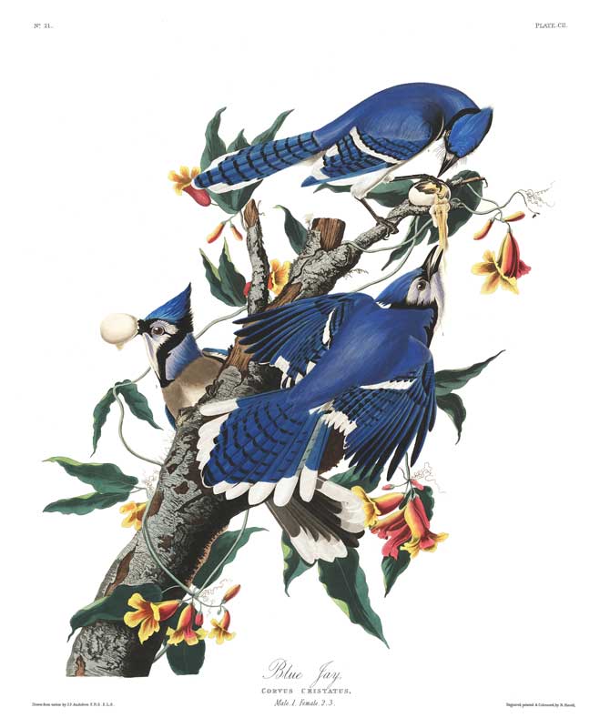 Blue Jay | Bird Print | Audubon Lithograph – Charting Nature