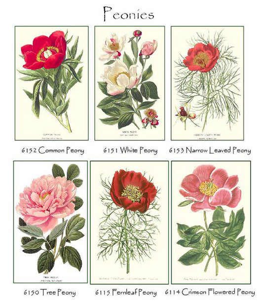 Peony Flowers | Vintage Botanical Note Card Set