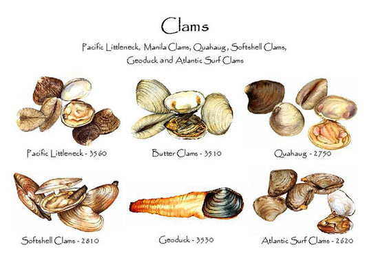 Clams  | Shellfish Notecard Set