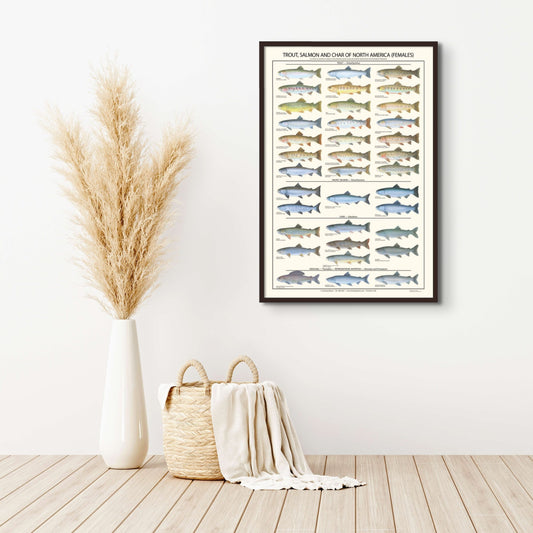 Trout, Salmon and Char Poster and Identification Chart - Females