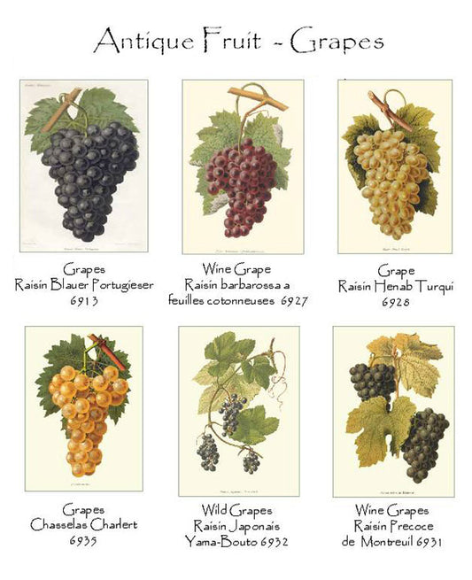 Vintage Grape Note Cards