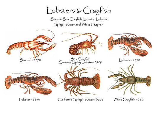 Lobsters & Crayfish | Shellfish Notecard Set