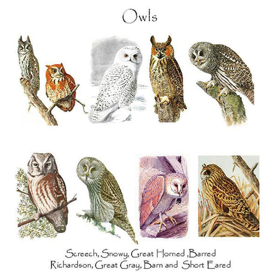 Owls | Bird Note Card Set