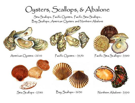 Oysters & Scallops  | Shellfish Notecard Set