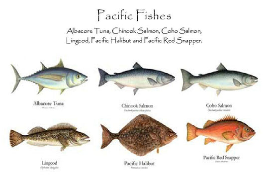 Pacific Fishes | Fish Note Card Set