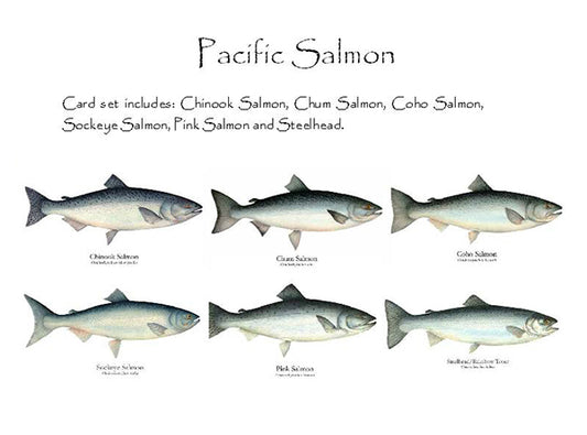 Pacific Salmon | Fish Note Card Set