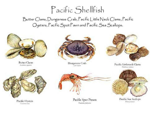 Pacific Shellfish | Shellfish Note Card Set