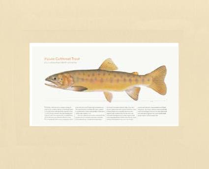 Paiute Cutthroat Trout