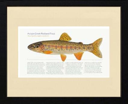 Poison Creek Redband Trout | Matted Fish Print