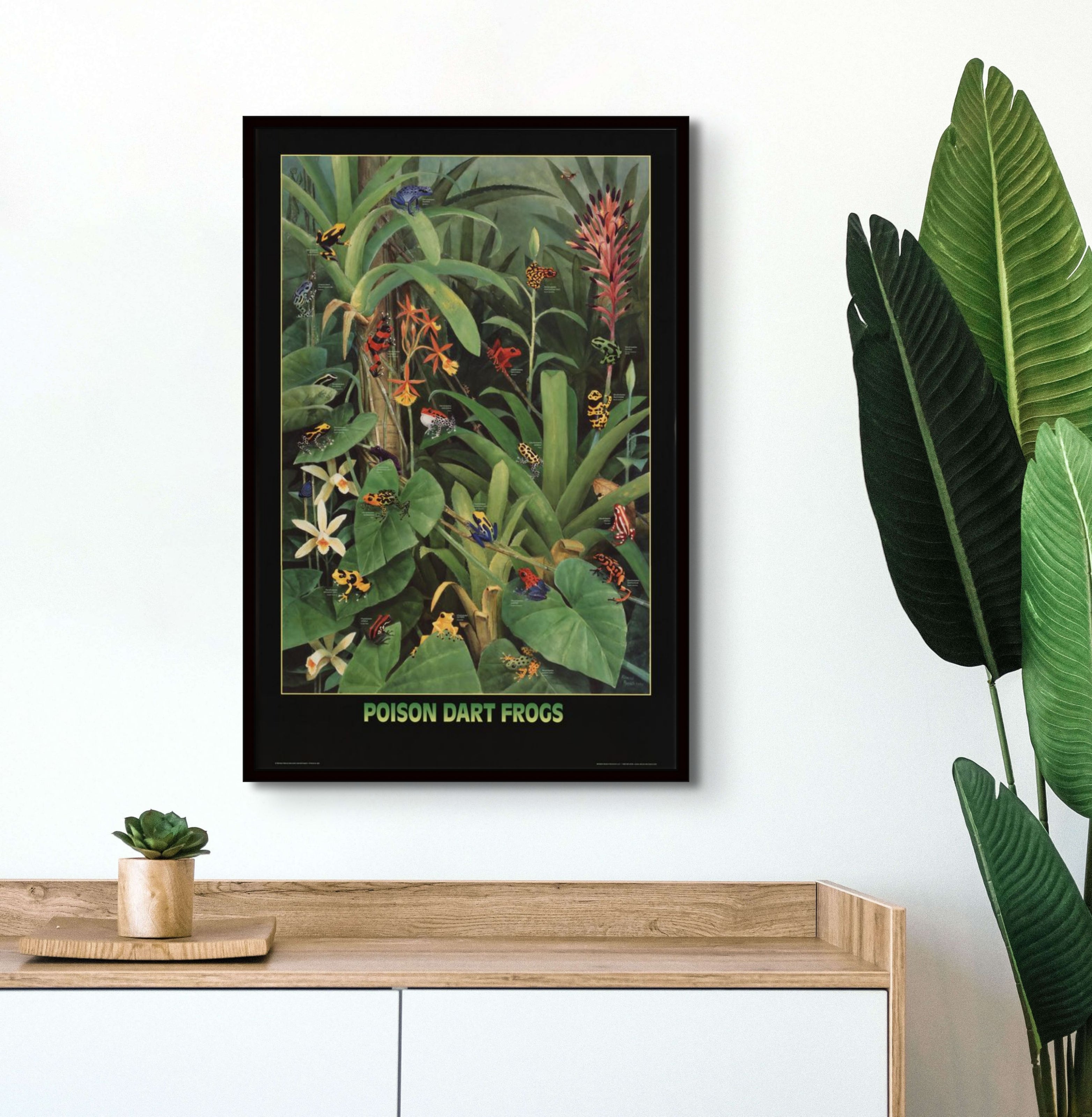 Frogs Species of Central America Poster Print