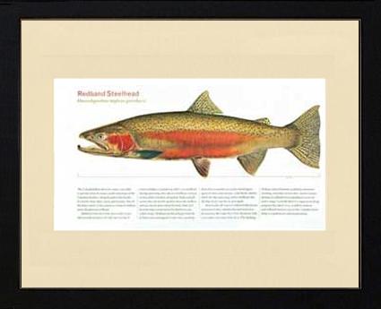 Redband Steelhead | Matted Fish Print