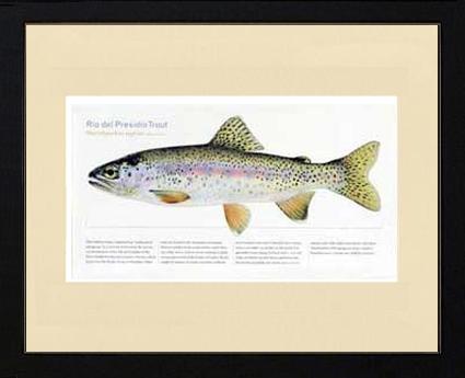 Rio del Presidio Trout | Matted Fish Print