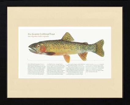 Rio Grande Cutthroat Trout | Matted Fish Print