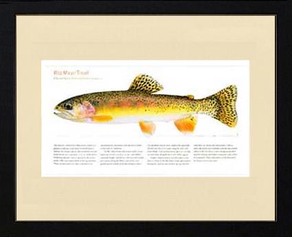 Rio Mayo Trout | Matted Fish Print