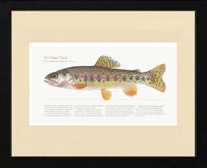 Rio Yaqui Trout | Matted Fish Print