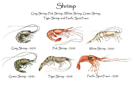 Shrimp  | Shellfish Notecard Set