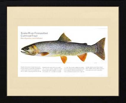 Snake River Cutthroat Trout | Matted Fish Print