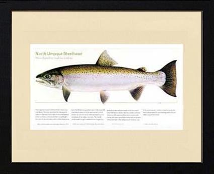 North Umpqua Steelhead | Matted Fish Print