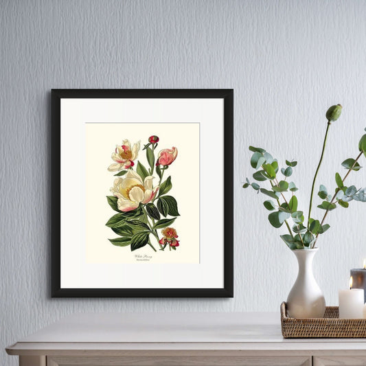 Peony, White | Flower/Floral Art Print