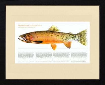 Westslope Cutthroat | Matted Fish Print