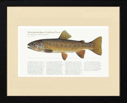 Whitehorse Basin Cutthroat | Matted Fish Print