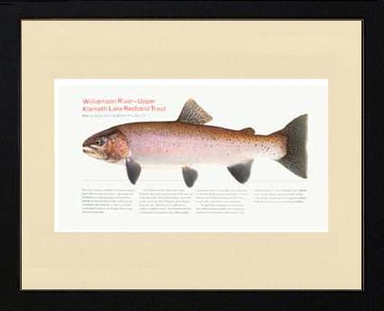 Upper Klamath Lake Redband | Matted Fish Print