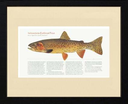 Yellow Stone Cutthroat Trout | Matted Fish Print