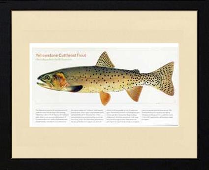 Yellowstone Cutthroat Trout | Matted Fish Print